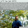 WTF Fun Fact – The Forest Man Of India