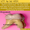 WTF Fun Fact – Tooth Enamel