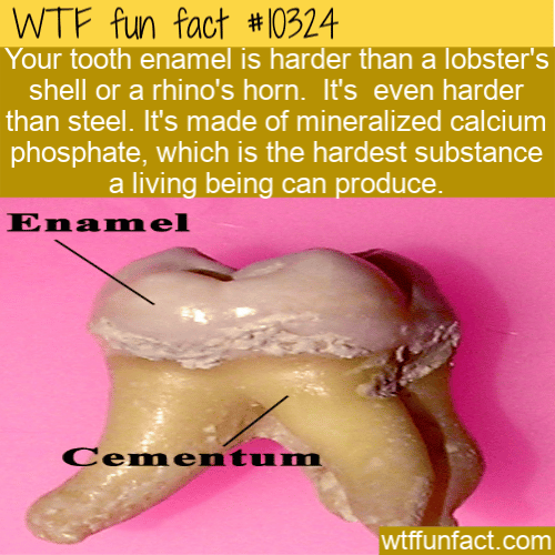 WTF Fun Fact - Tooth Enamel