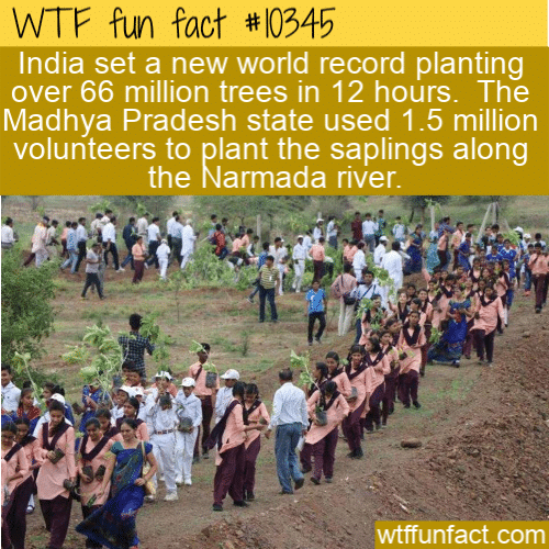 WTF Fun Fact - Trees Planted