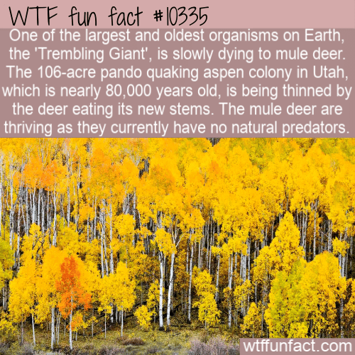 WTF Fun Fact - Trembling Giant Dying To Deer