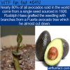 WTF Fun Fact – Avocado Source