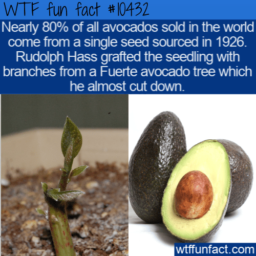 WTF Fun Fact - Avocado Source