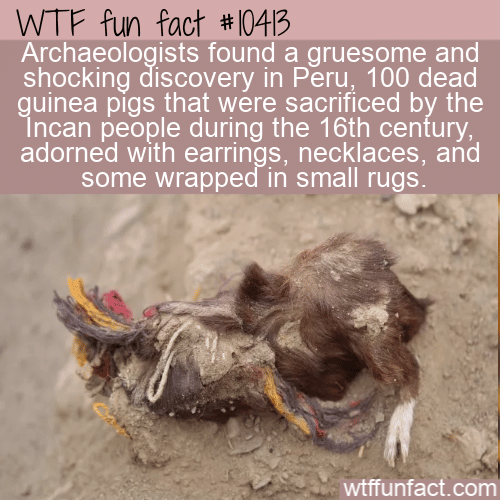 WTF Fun Fact - Bejeweled Guinea Pigs