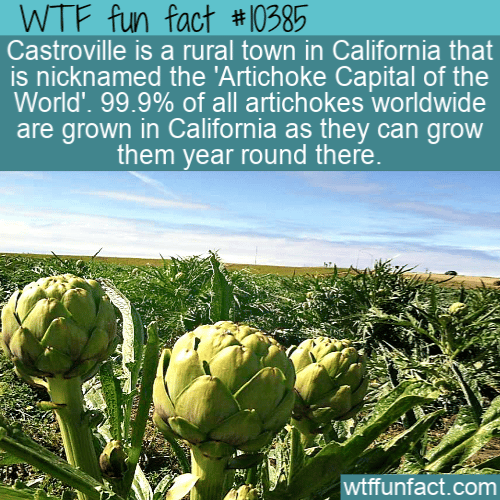 WTF Fun Fact - Capital Of Artichokes