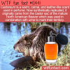 WTF Fun Fact – Castoreum Beaver Scent