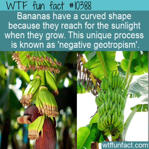 WTF Fun Fact - Curved To Reach Sunlight