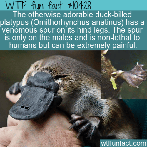 WTF Fun Fact - Venomous Platypus