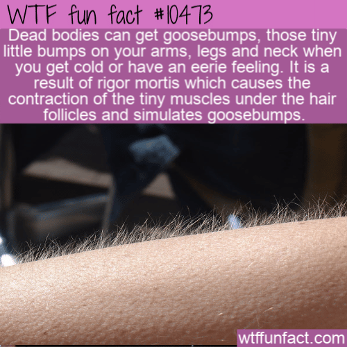 WTF Fun Fact - Goosebumps After Death