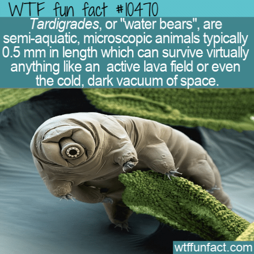 WTF Fun Fact - Tardigrades Or Water BearsOr Water Bearsto Vacuum