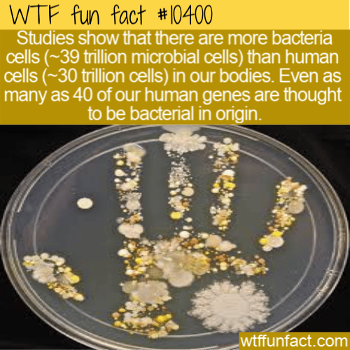 WTF Fun Fact - More Bacteria Than Human