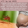 WTF Fun Fact – Mosquitos And Pregnancy