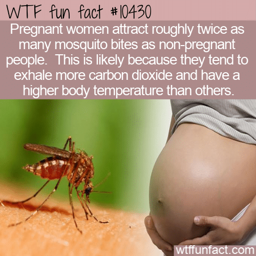 WTF Fun Fact - Mosquitos Smell Blood