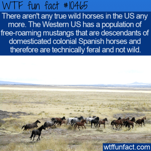 WTF Fun Fact - No Wild HOrses
