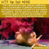 WTF Fun Fact – The Sea Hare’s Purple Ink