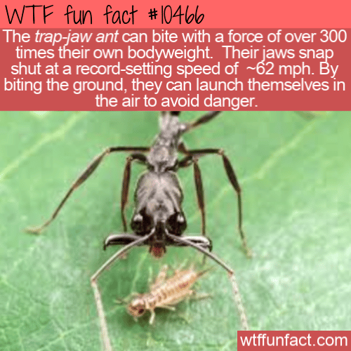 WTF Fun Fact - Trap-jaw ants
