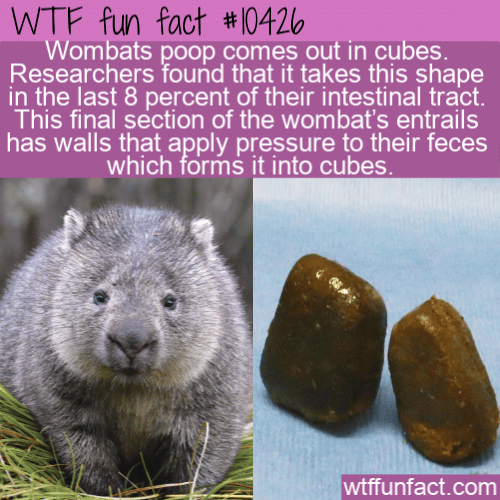 WTF Fun Fact - Wombats Poop Cubes
