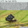 WTF Fun Fact – Assassin Bug
