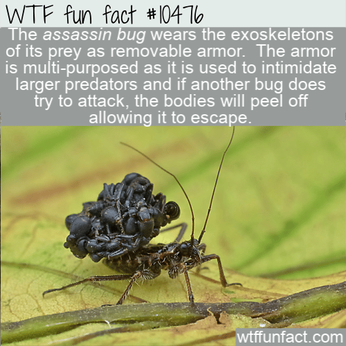 WTF Fun Fact - Assassin Bug Armor
