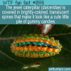 WTF Fun Fact – Tasty Jewel Caterpillar