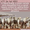 WTF Fun Fact – Camel Beauty Contest