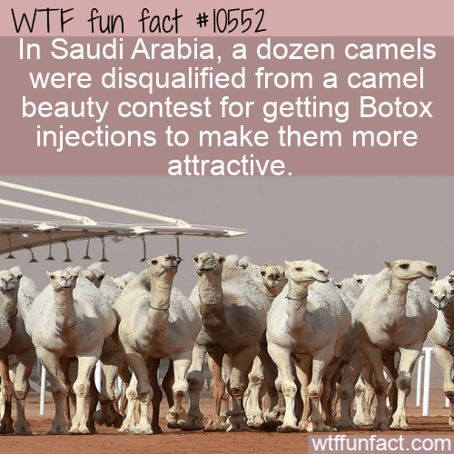 WTF Fun Fact - Beauty Contest Of Camels