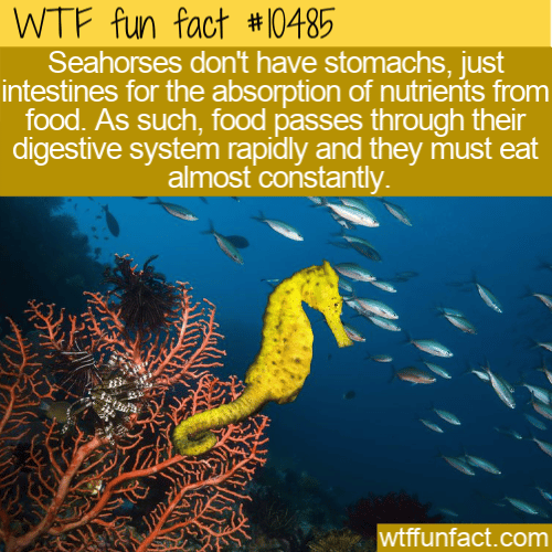 WTF Fun Fact - Stomach-less Seahorse