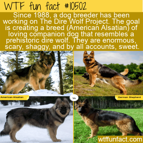 WTF Fun Fact - Dog Like Wolf