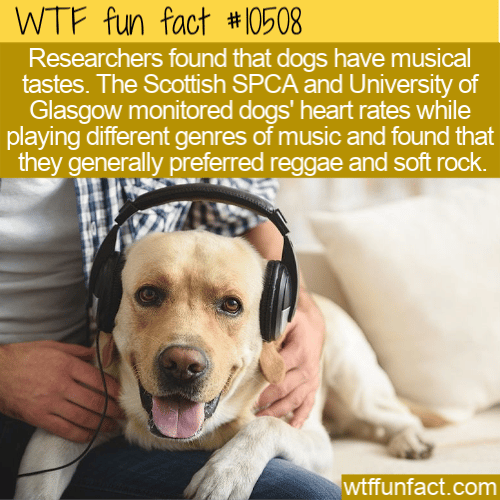 WTF Fun Fact - Dogs Like Soft Rock Music