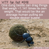 WTF Fun Fact – The Strength Of A Dung Beetle