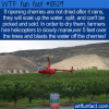 WTF Fun Fact – Why Dry Cherries Are Expensive