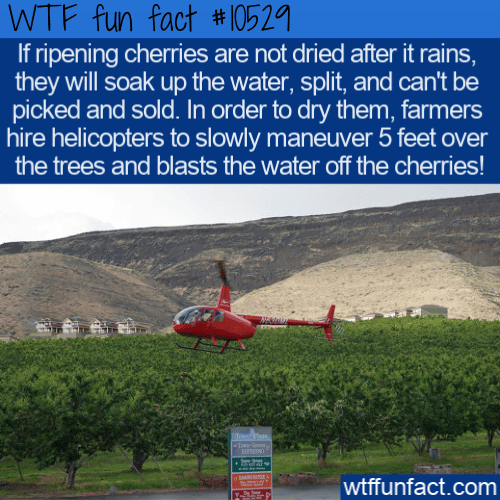 WTF Fun Fact - Expensively Drying Cherries