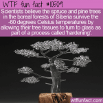 WTF Fun Fact - Glass Siberian Christmas Trees