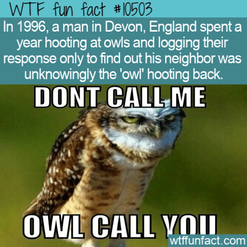 WTF Fun Fact - Hooting At Eachother