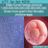 WTF Fun Fact – Human Sperm Vs. Egg