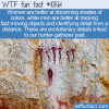 WTF Fun Fact – Hunter Gatherer Details