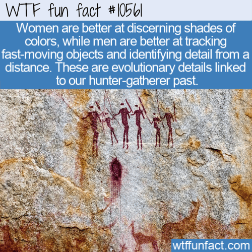 WTF Fun Fact - Hunter Gather Evolution