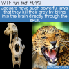 WTF Fun Fact – Jaguars Jaw Dropping Power
