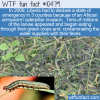 WTF Fun Fact – Liberia Caterpillar Emergency