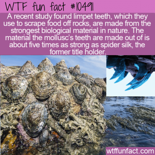 WTF Fun Fact - Limpets Teeth