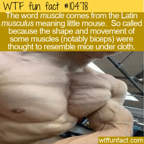 WTF Fun Fact - Muscle Little Mouse