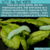 WTF Fun Fact – Plants “Hear” Chewing