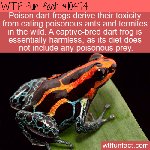 WTF Fun Fact - Poison Dart Frog Diet