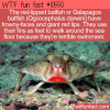 WTF Fun Fact – Galapagos Batfish