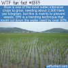 WTF Fun Fact – Rice And Water