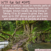 WTF Fun Fact – Root Bridge