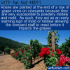 WTF Fun Fact – Roses And Vineyards