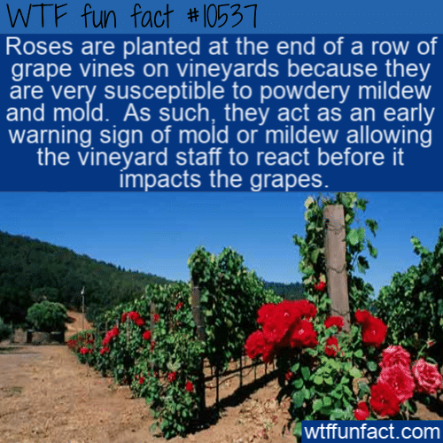 WTF Fun Fact - Roses And Vineyards(1)