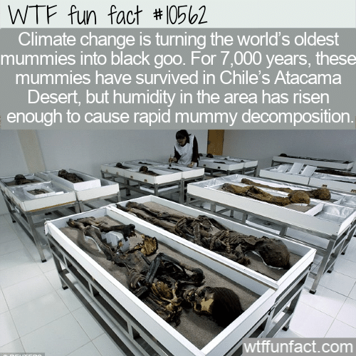 WTF Fun Fact - Save Mummies