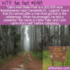 WTF Fun Fact – Tate’s Hell State Park